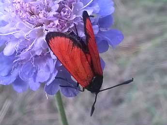 Zygaena transalpina Esp. adulte - �Bruno Serrurier