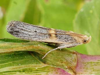 Oxybia transversella Dup. adulte - �Friedmar Graf