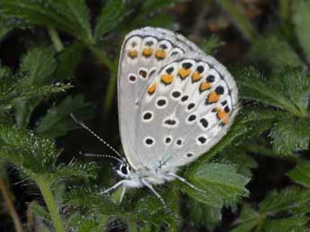 Kretania trappi Vty adulte - �Wolfgang Wagner, www.pyrgus.de