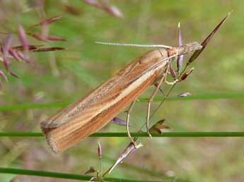 Agriphila tristella D. & S. adulte - �Tristan Lafranchis