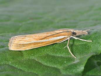 Agriphila tristella D. & S. adulte - �Philippe Mothiron