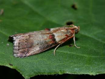 Acrobasis tumidana D. & S. adulte - �Philippe Mothiron