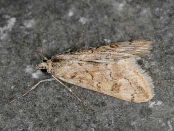 Cornifrons ulceratalis Led. adulte - �Heiner Ziegler