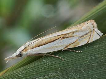 Crambus uliginosellus Z. adulte - �Friedmar Graf