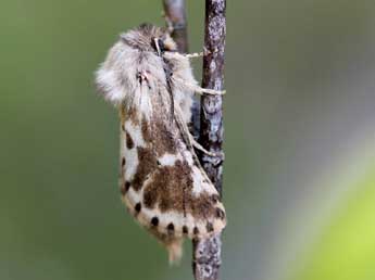 Dyspessa ulula Bkh. adulte - �Patrice Chatard