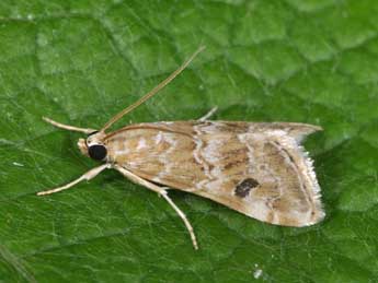 Hellula undalis F. adulte - �Philippe Mothiron