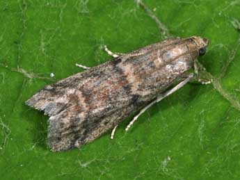 Ephestia woodiella Rich. & Thoms. adulte - �Philippe Mothiron