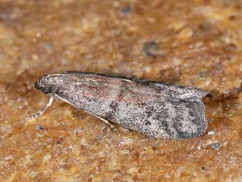 Ephestia woodiella Rich. & Thoms. adulte - �Philippe Mothiron