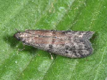 Ephestia woodiella Rich. & Thoms. adulte - �Philippe Mothiron