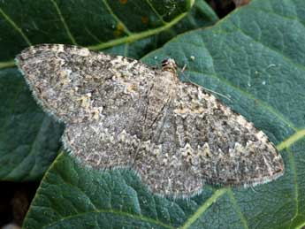 Cataclysme uniformata Bell. adulte - �Daniel Morel