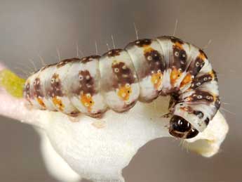  Chenille de Metachrostis velox Hb. - �Wolfgang Wagner, www.pyrgus.de