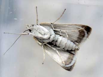 Orenaia helveticalis H.-S. adulte - �Luc Dietrich