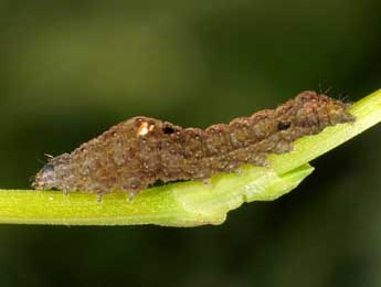  Chenille de Elaphria venustula Hb. - �Wolfgang Wagner, www.pyrgus.de