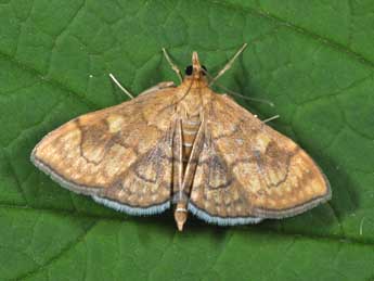 Anania verbascalis D. & S. adulte - �Philippe Mothiron