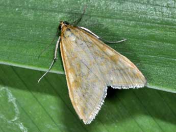 Sitochroa verticalis L. adulte - �Philippe Mothiron