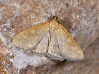 Sitochroa verticalis L. adulte - �Philippe Mothiron
