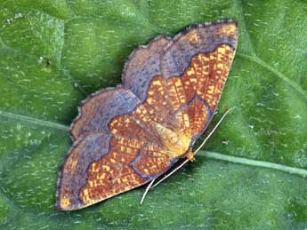 Epione vespertaria L. adulte - �Daniel Morel & Philippe Bachelard