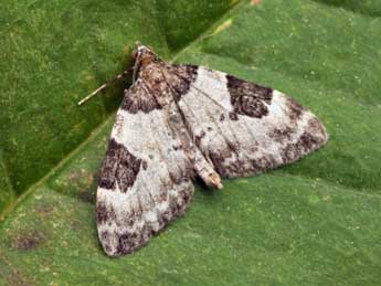 Thera vetustata D. & S. adulte - �Daniel Morel