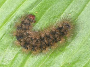  Chenille de Arctia villica L. - �Philippe Mothiron