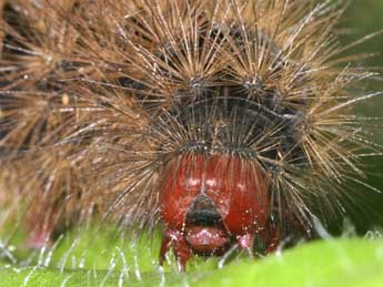  Chenille de Arctia villica L. - �Philippe Mothiron