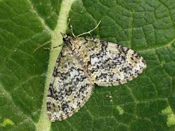 Acasis viretata Hb. adulte - �Daniel Morel