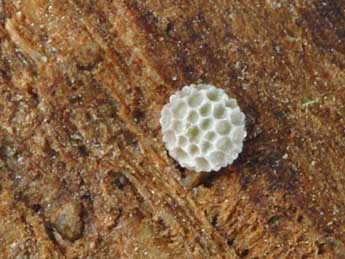  Oeuf de Lycaena virgaureae L. - �Wolfgang Wagner, www.pyrgus.de