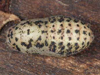  Chrysalide de Lycaena virgaureae L. - �Wolfgang Wagner, www.pyrgus.de