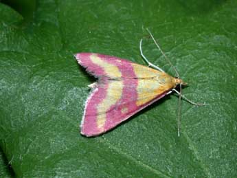 Pyrausta virginalis Dup. adulte - �Philippe Mothiron