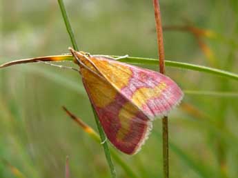 Pyrausta virginalis Dup. adulte - �Alain Cama