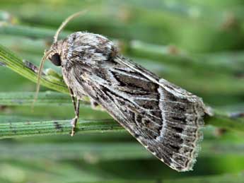 Thalpophila vitalba Frr adulte - �Daniel Morel