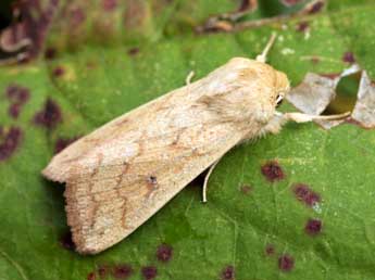 Mythimna vitellina Hb. adulte - �Daniel Morel