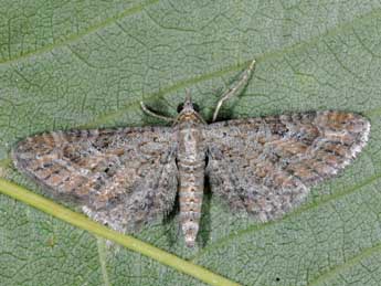 Eupithecia vulgata Hw. adulte - �Alexis Borges