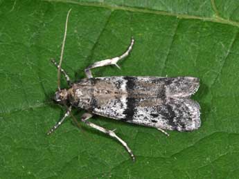 Ephestia welseriella Z. adulte - �Philippe Mothiron