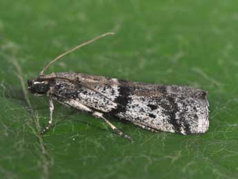 Ephestia welseriella Z. adulte - �Philippe Mothiron