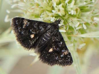 ©Marie-H�l�ne La Lumia