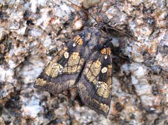 Gortyna xanthenes Germ. adulte - �Emmanuel Ruiz