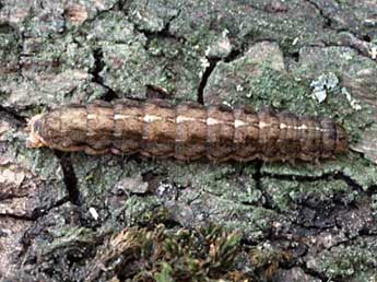  Chenille de Fissipunctia ypsillon D. & S. - �Wolfgang Wagner, www.pyrgus.de