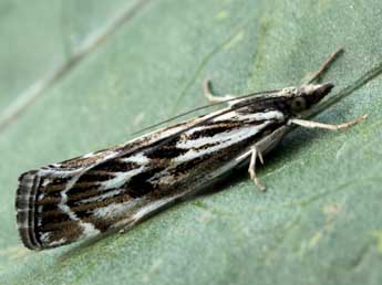 Catoptria zermattensis Frey adulte - �Daniel Morel