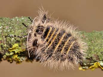 Lycia zonaria D. & S. adulte - �Lionel Taurand