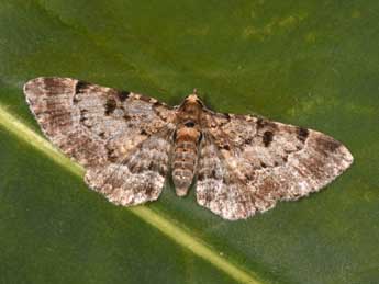 Eupithecia abietaria Gze adulte - �Philippe Mothiron