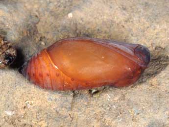  Chenille de Satyrus actaea Esp. - �Wolfgang Wagner, www.pyrgus.de