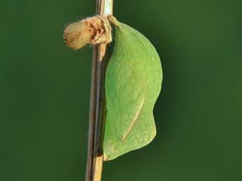  Chrysalide de Pararge aegeria L. - �Lionel Taurand