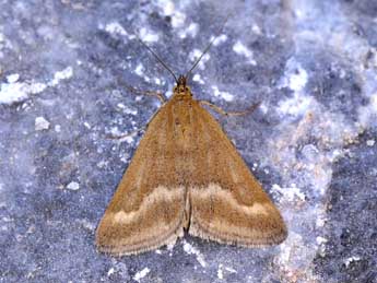 Pyrausta aerealis Hb. adulte - �Lionel Taurand