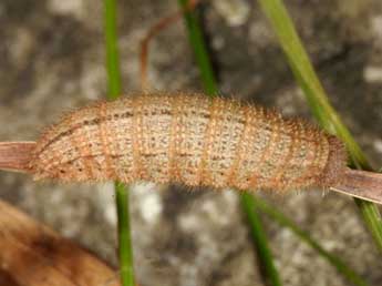  Chenille de Erebia aethiops Esp. - �Wolfgang Wagner, www.pyrgus.de
