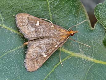 Dolicharthria aetnaealis Dup. adulte - �Lionel Taurand