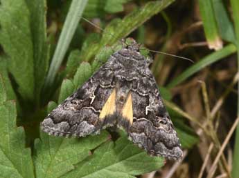 Syngrapha ain Hochenwart adulte - �Philippe Mothiron