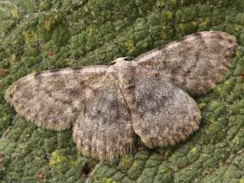 Scopula alba Hausm. adulte - �Lionel Taurand