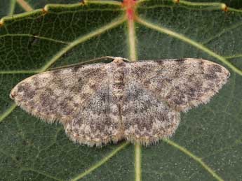 Scopula alba Hausm. adulte - �Lionel Taurand