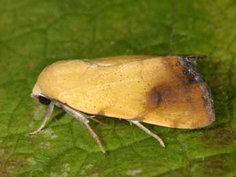 Xanthodes albago F. adulte - �Wolfgang Wagner, www.pyrgus.de