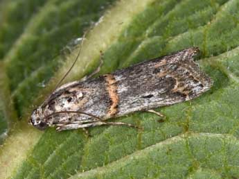 Pempelia albariella Z. adulte - �Philippe Mothiron